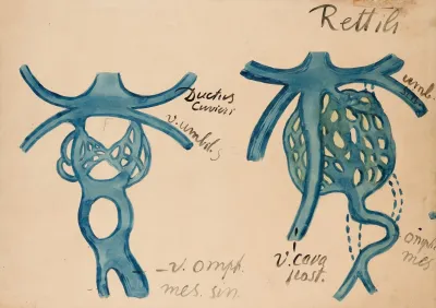 Venous System In Reptiles