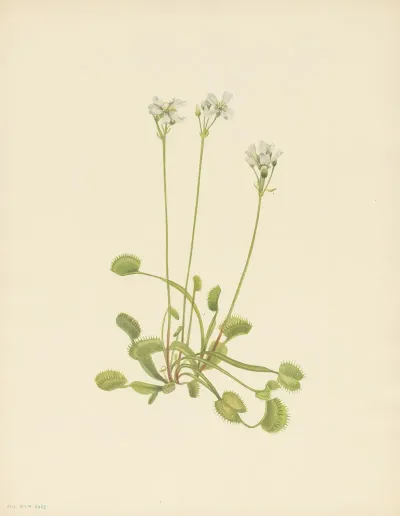 Venus Flytrap Dionaea Muscipula 3