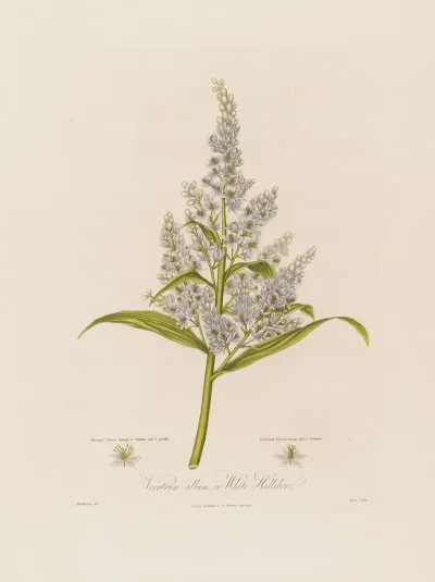 Veratrum Album Or White Hellebore