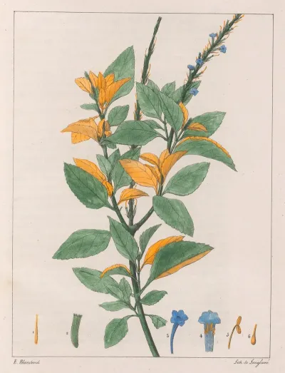 Verbena Jamaicensis