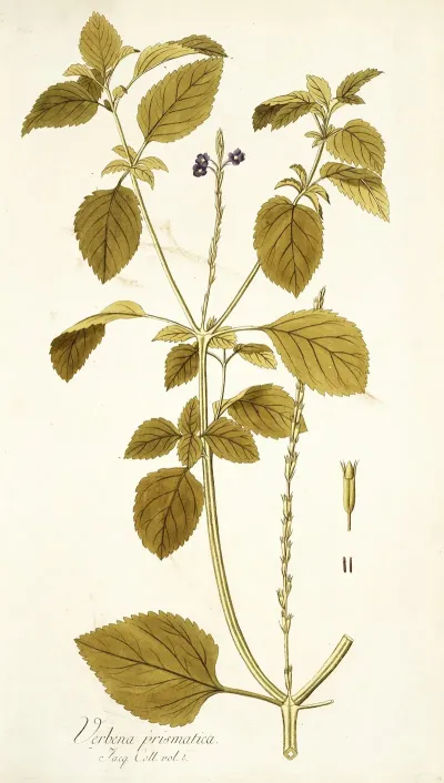 Verbena Prismatica