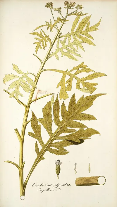 Verbesina Gigantea