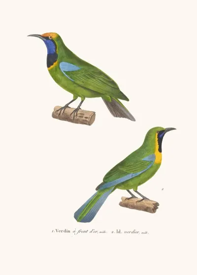 Verdin A Front Dor