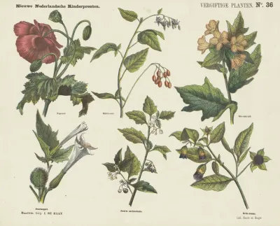 Vergiftige Planten