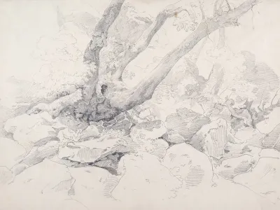 Verkruppelter Baumstamm Auf Felsen Bei Ariccia