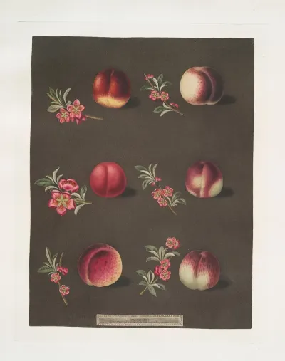 Vermash Violette Hative Red Roman North Scarlet Ell Rouge And The Peterborough Nectarines