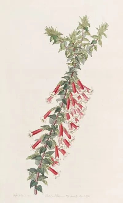 Vermilion Epacris
