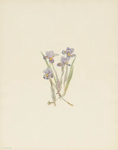 Vernal Iris Iris Verna 3