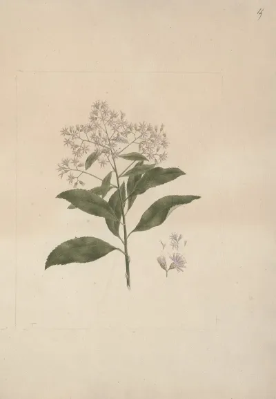 Vernonia Amygdalina Del Bitter Leaf