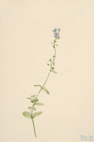 Veronica Serpyllifolia