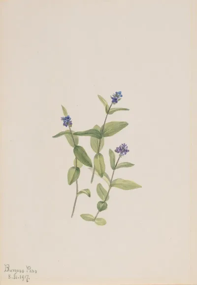 Veronica Wormskjoldii
