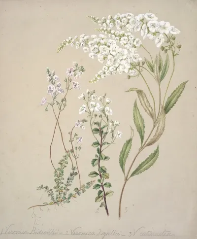 Veronica