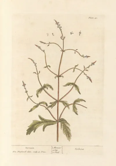 Vervain