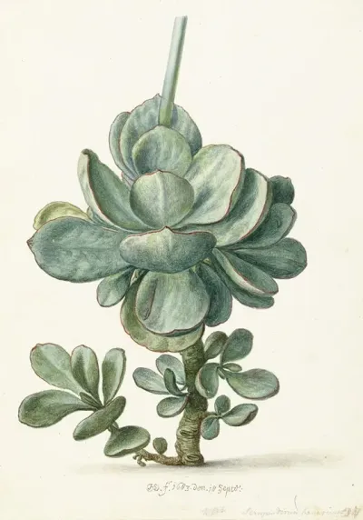 Vetplant Cotyledon Orbiculata