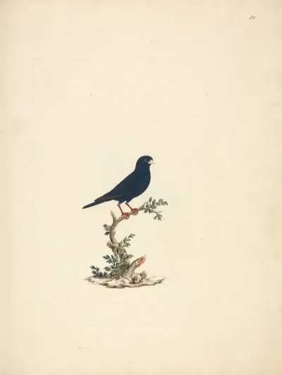 Vidua Chalybeata Village Indigobird