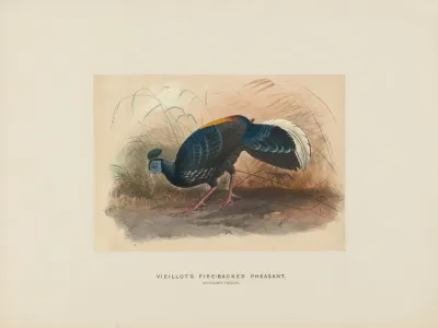 Vieillots Fire Backed Pheasant 2