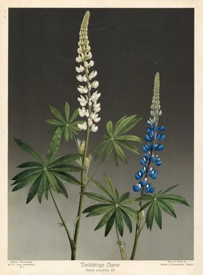 Vielblattrige Lupine Lupinus Plyphyllus Ldl