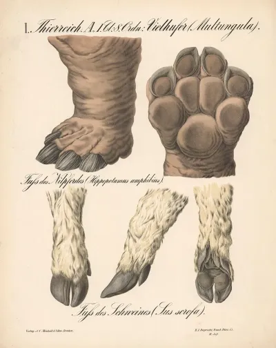 Vielhufer Multungula Fuss Des Nilpferdes Hippopotamus Amphibius Fuss Des Schweines Sus Scrofa