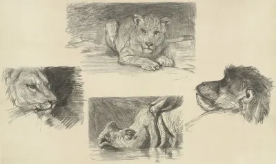 Vier Dieren