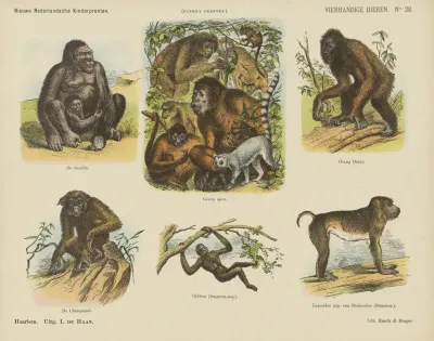 Vierhandige Dieren