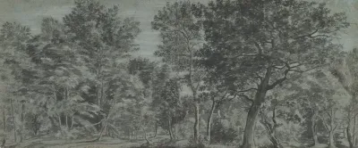 View Of A Forest