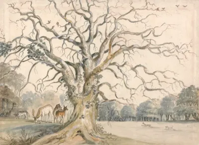 View Of A Park With Deer