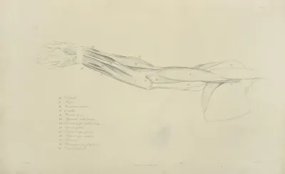 View Of Musculature Of The Arm