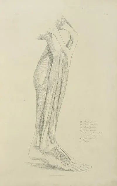 View Of Musculature Of The Leg 2
