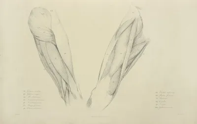 View Of Musculature Of The Upper Leg