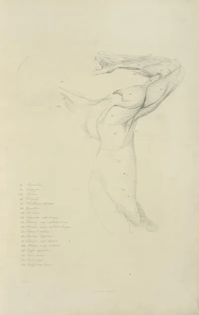View Of Right Arm And Side Of Torso From The Back