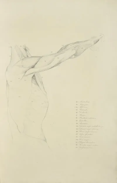 View Of Right Arm And Side Of Torso From The Side