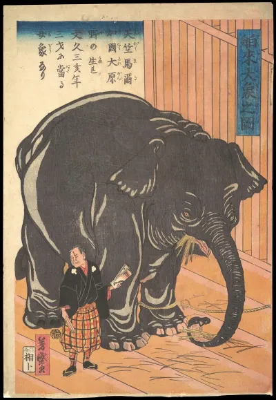 View Of The Large Imported Elephant