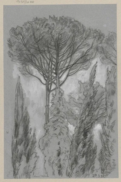 View Of Trees In Florence