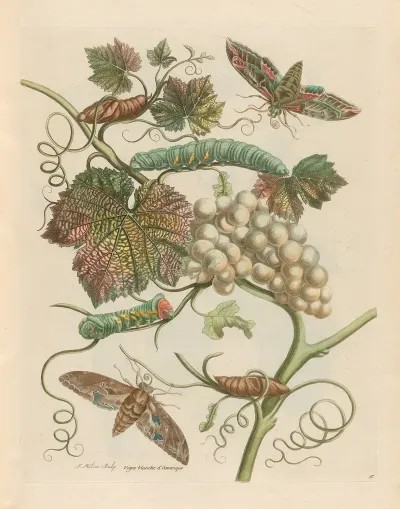 Vigne Blanche Damerique 2