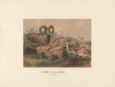 Vignes Wild Sheep 2