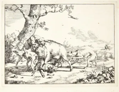 Vildsvin Der Angribes Af Fire Hunde