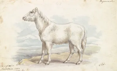 Villous Horse Primeval White Stock