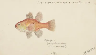 Vincentia Conspera Tas Southern Cardinalfish