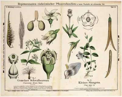 Vincetoxicum Officinale Vinca Minor L Engbloem Kleine Maagdenpalm