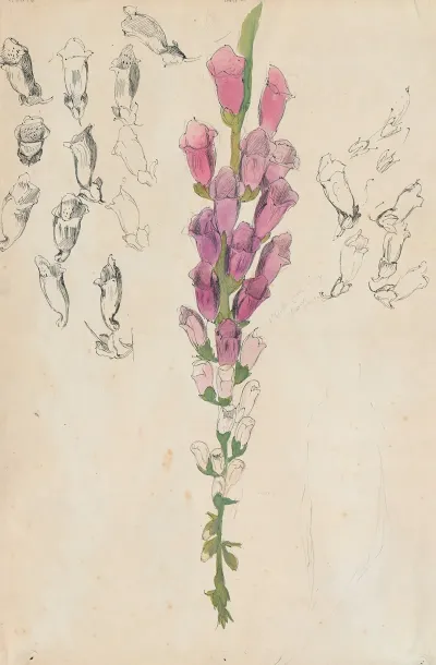 Vingerhoedskruid Witte