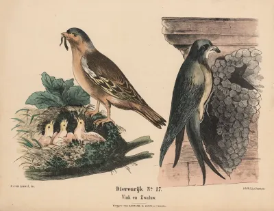 Vink En Zwaluw