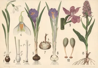 Vintergaek Krokus Og Gogeurt
