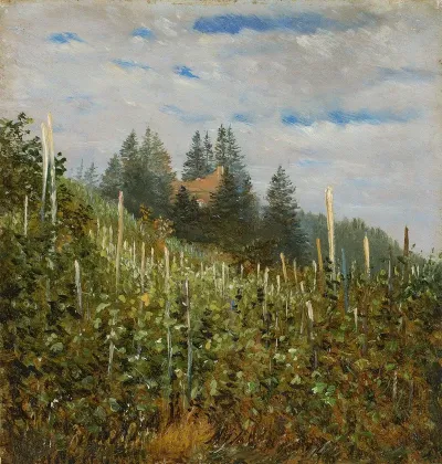 Vinyard In Pillnitz In Early Summer