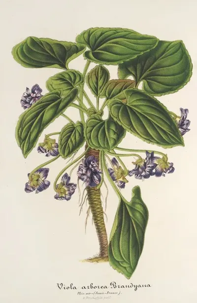 Viola Arborea Brandyana