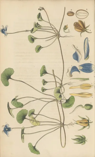 Viola Hederacea