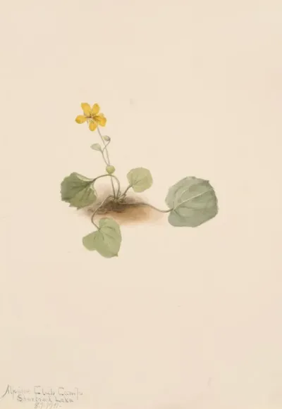 Viola Orbiculata