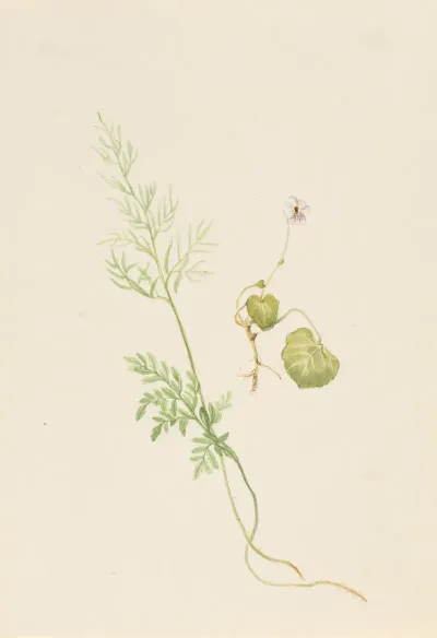 Viola Palustris