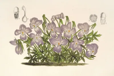 Viola Pedata