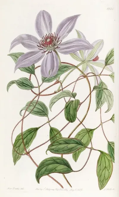 Violet Clematis