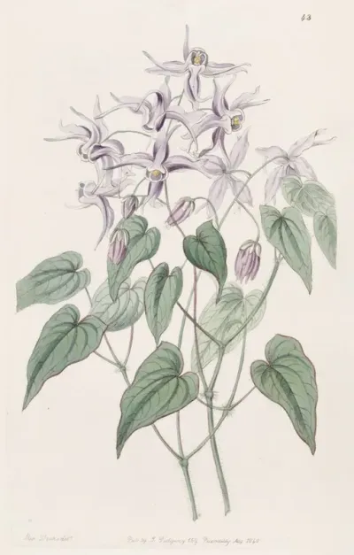 Violet Epimedium